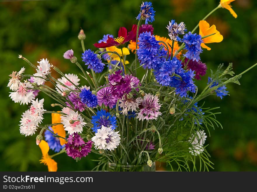 Bouquet of dark blue cornflowers