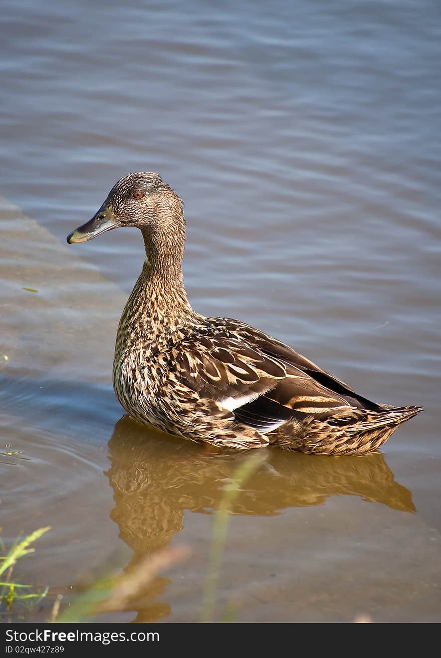 There is a female mallard drawing itself up in the photo. There is a female mallard drawing itself up in the photo.