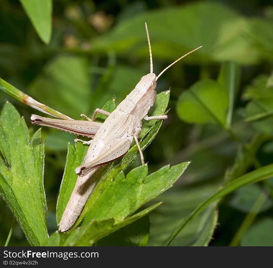 Grasshopper filmed in their natural habitat