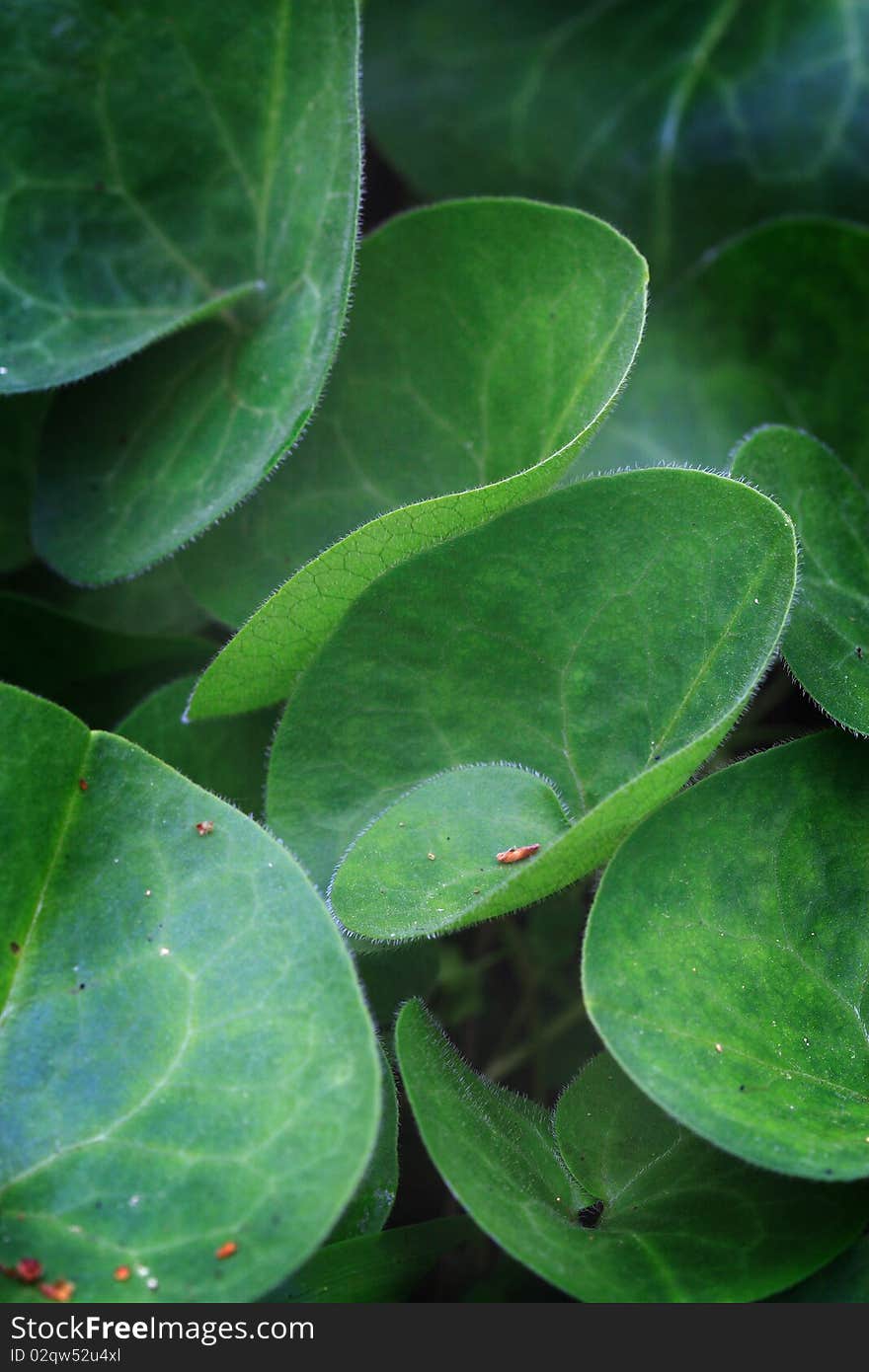 Fresh green leaves close-up