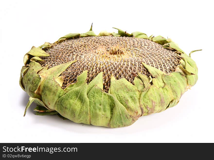 Fresh Sunflower Head on white background