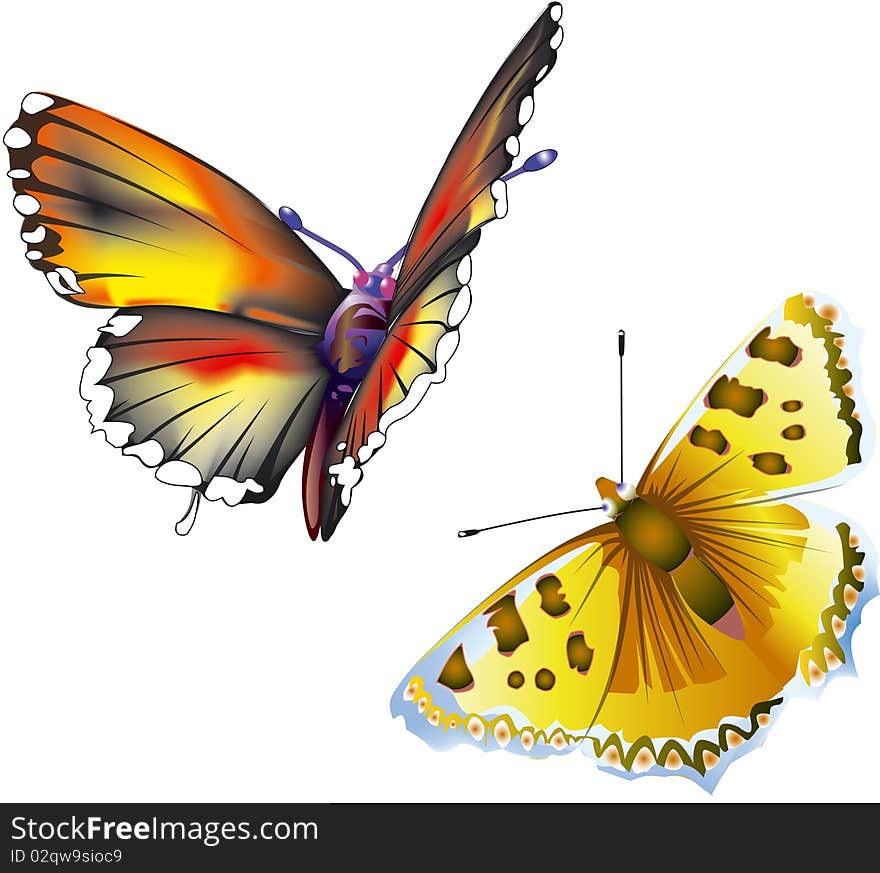 Vector illustration of two butterflies with open wings