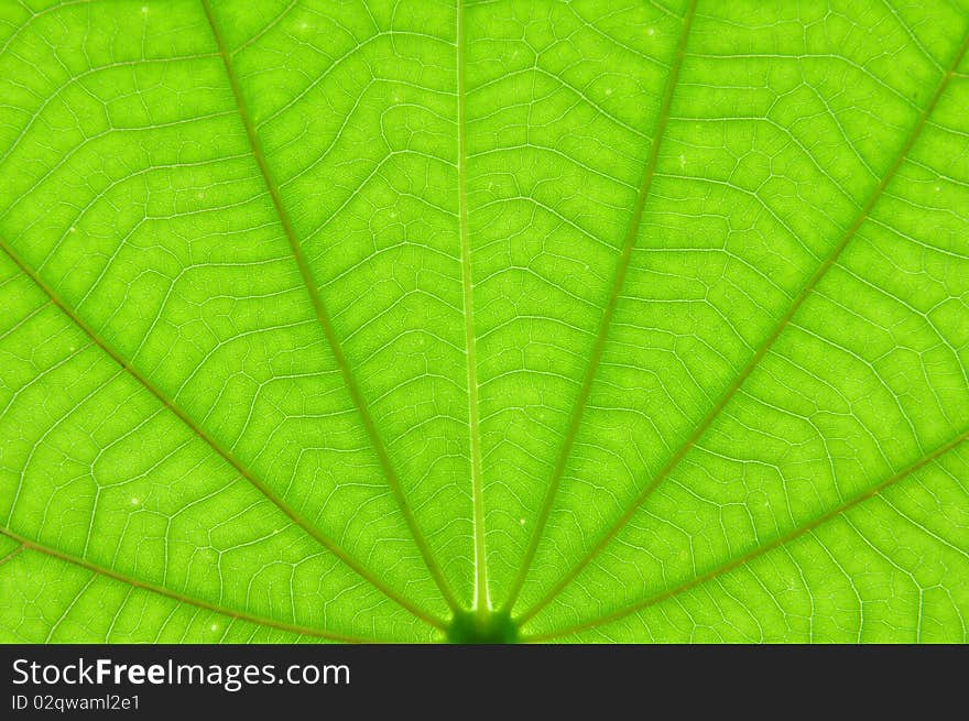 Transparent Green Color Leaf Texture