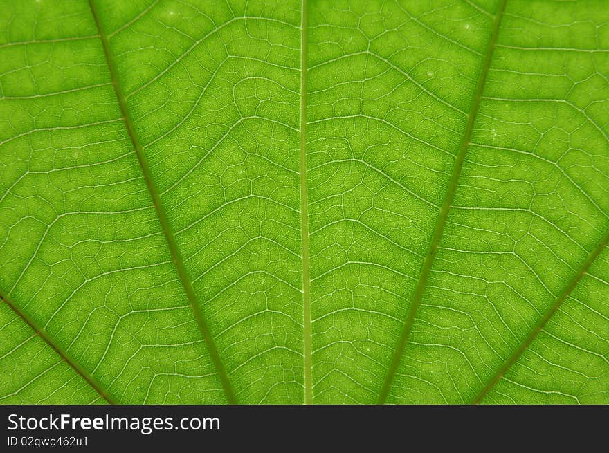 Transparent green color leaf