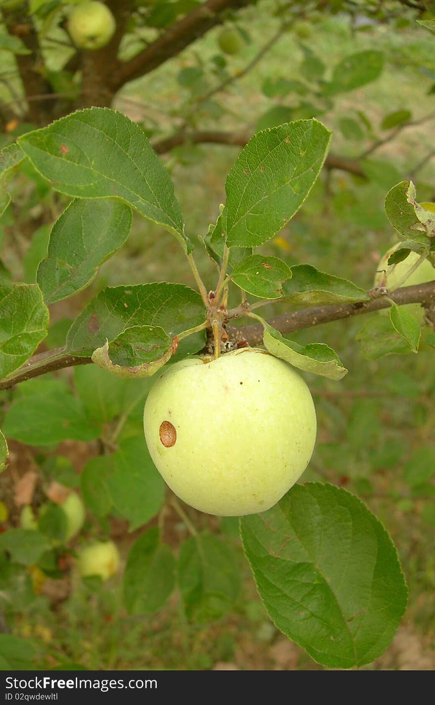 An Apple On A Branch.