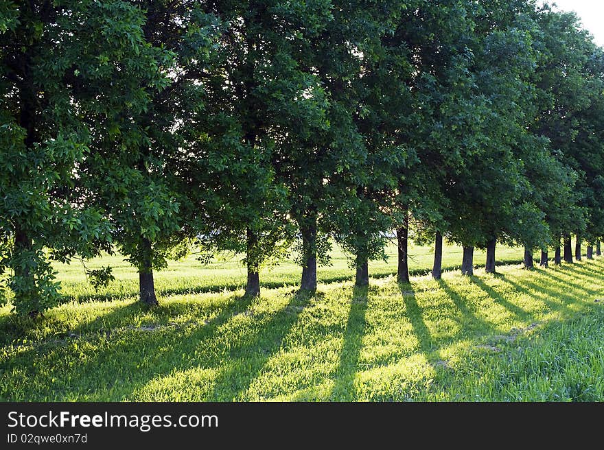 Green trees growing abreast during a sunset. Green trees growing abreast during a sunset