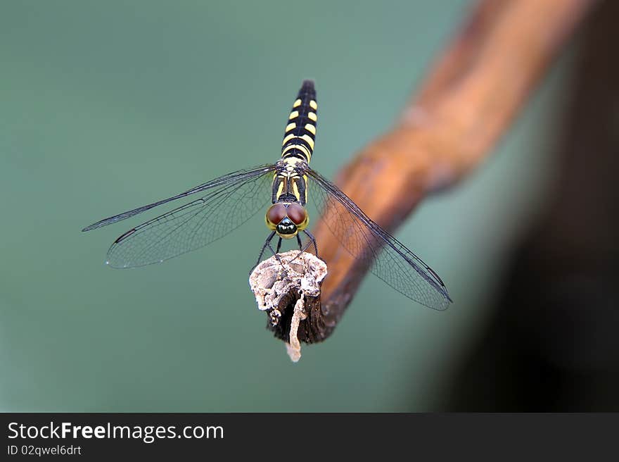 Single dragonfly stand on the stick.