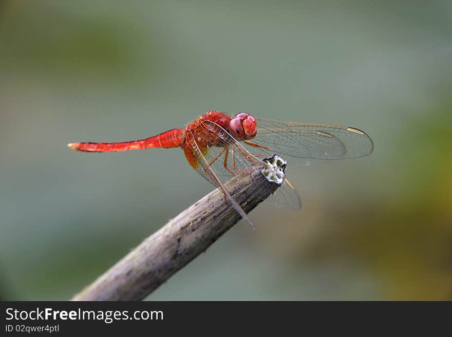 Red Dragonfly