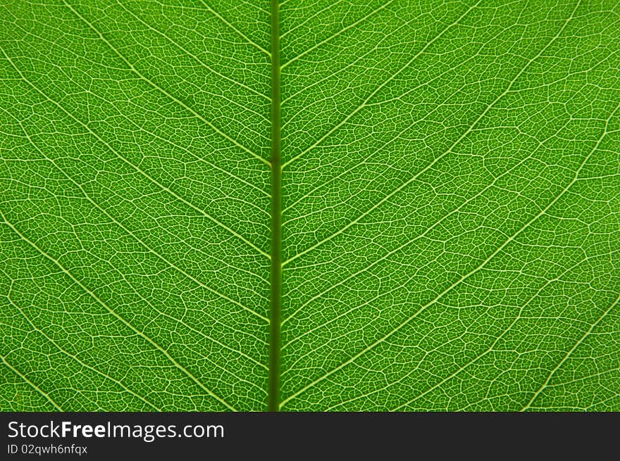 Transparent Green Leaf Texture