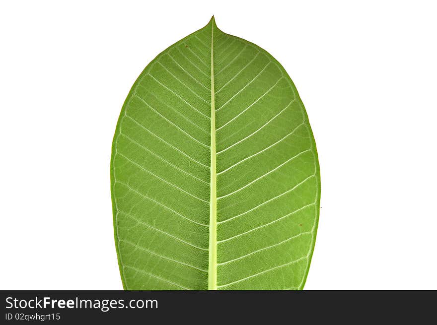 Green leaf texture with white background