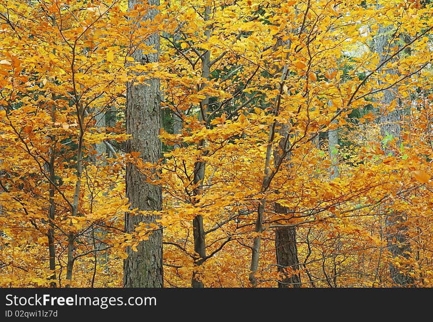 Autumny forest in detail view. Autumny forest in detail view.