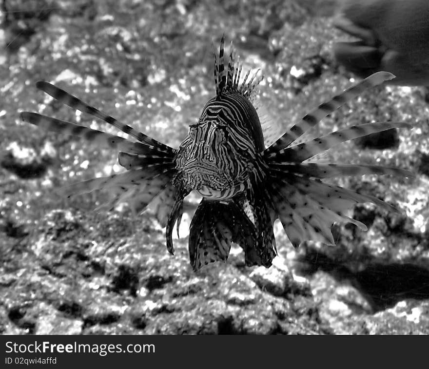 A suggestive monochrome of a tropical fish in Genoa aquarius