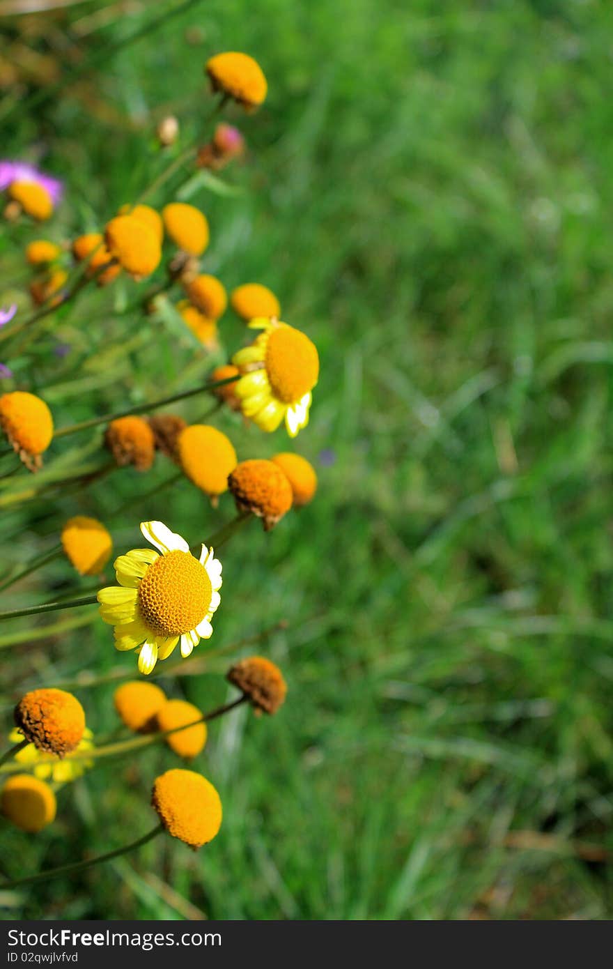 This yellow colouring wild plant was used earlier to the coloration by wool. This yellow colouring wild plant was used earlier to the coloration by wool.