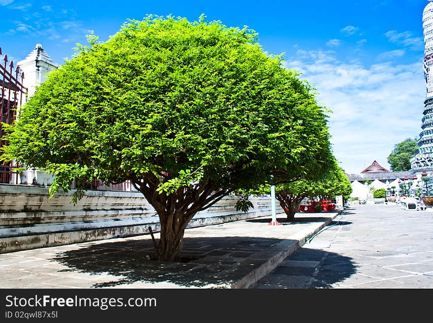 Oldest Orange Jessamine is science name Murraya paniculata , Wat Arun - Bangkok ,Thailand