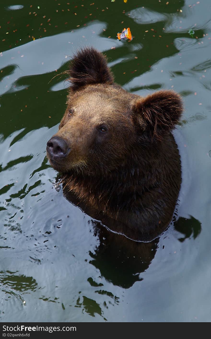 A Black bear is swimming