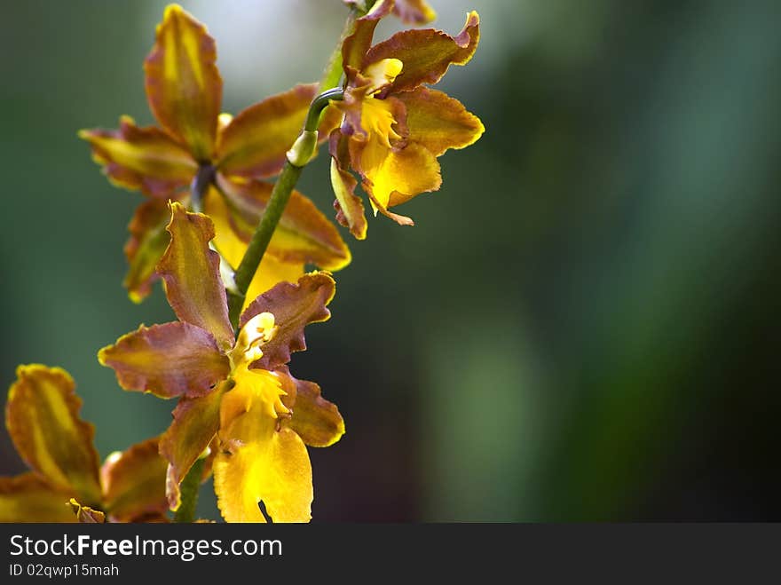 Brown epyphite orchid (Oncidium enderianum)