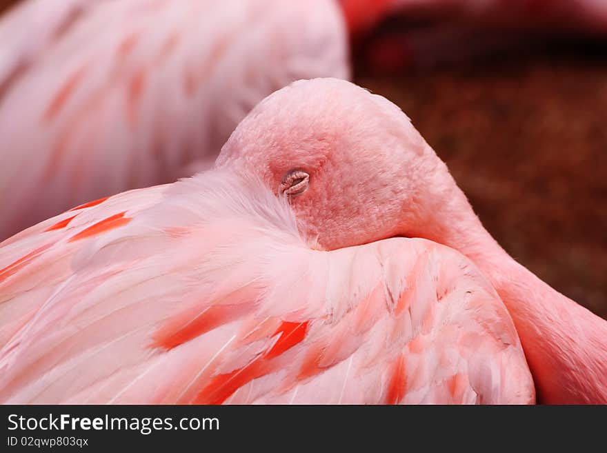 One of the flamingo resting at Isle of Wight Amazon Zoo