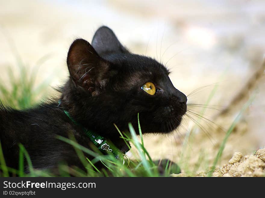 Black 13-weeks-old kitten with yellow eyes in garden. Black 13-weeks-old kitten with yellow eyes in garden