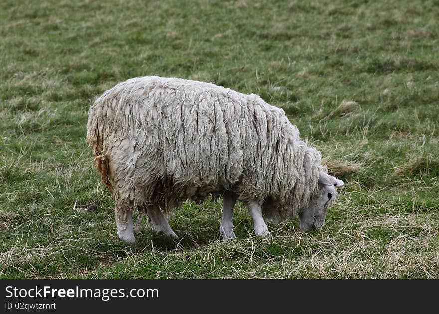 Sheep grazing in the highlands of Scotland. Sheep grazing in the highlands of Scotland