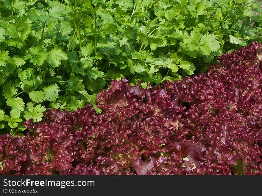 Lettuce and coriander