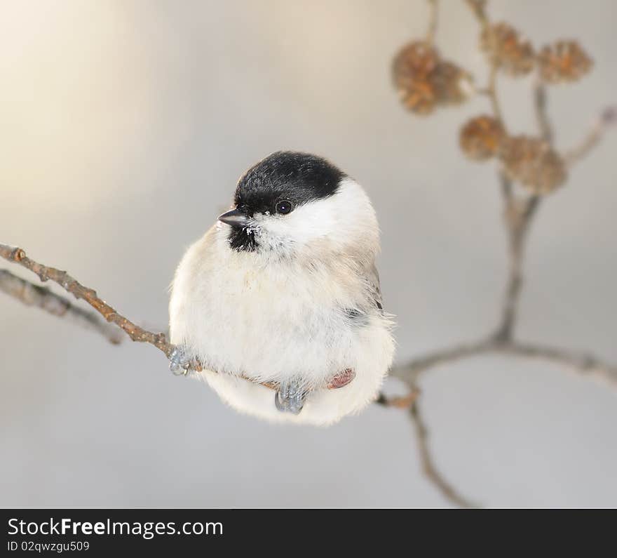 Small titmouse on a branch