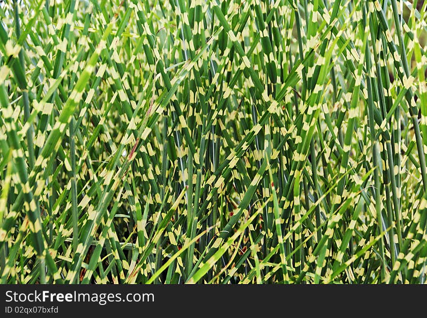 Summer green grass in garden. Summer green grass in garden