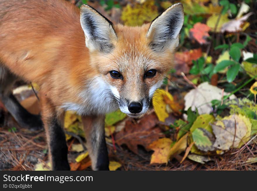 Fox close-up