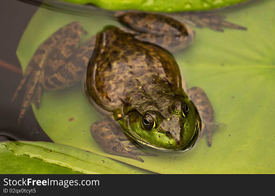 This is an image of a bull frog on a lily pad. This is an image of a bull frog on a lily pad.