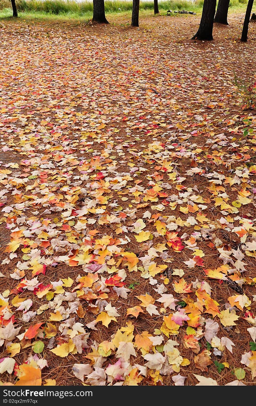 Autumn background