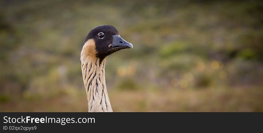 Hawaiian Goose - Nene - Head closeup