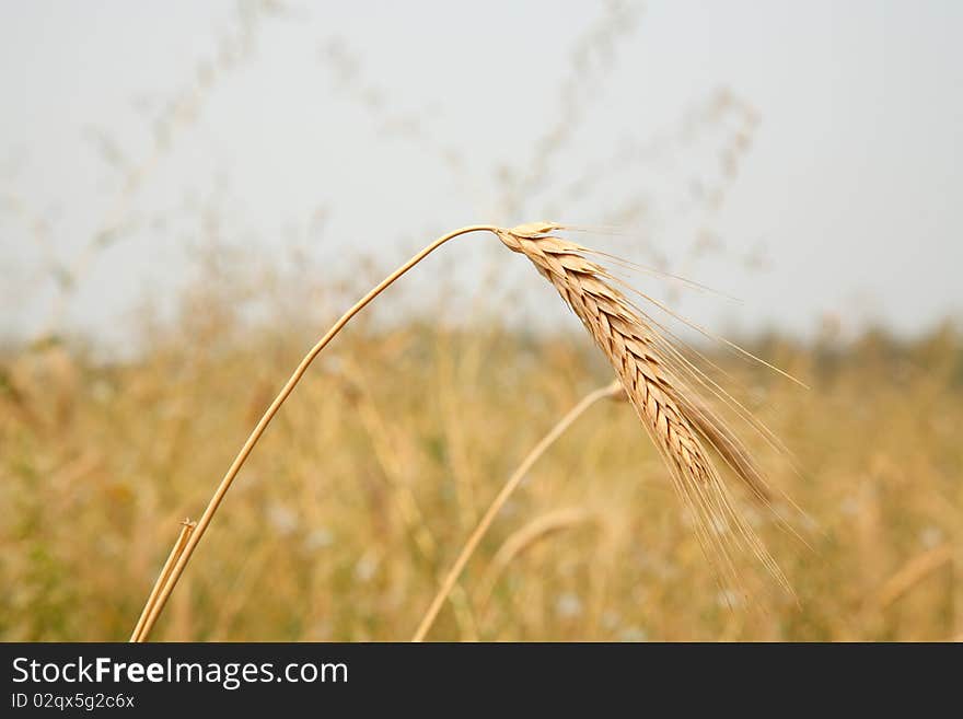 Wheat ears