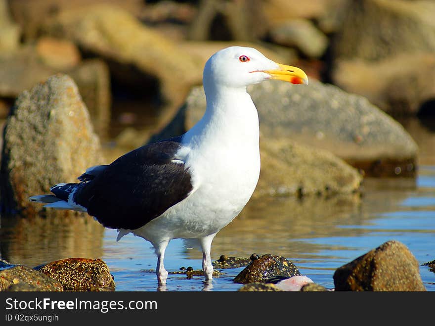 Seagull stands guard over his meal in shallow waters.