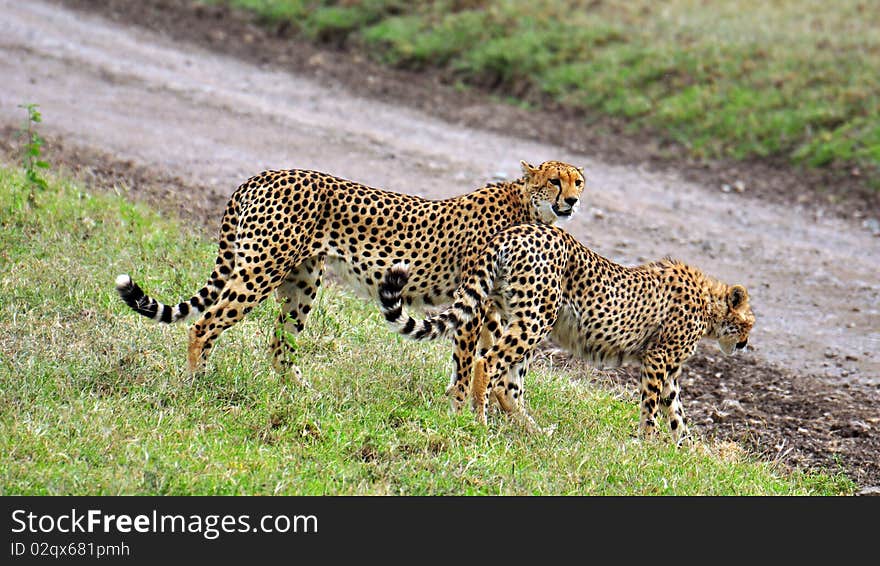 Two cheetahs in Serengeti National Park