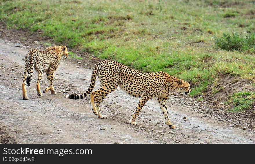 Two Cheetahs In Serengeti National Park