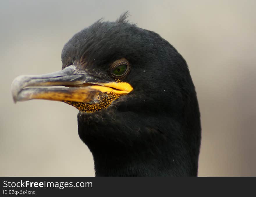 Shag Portrait