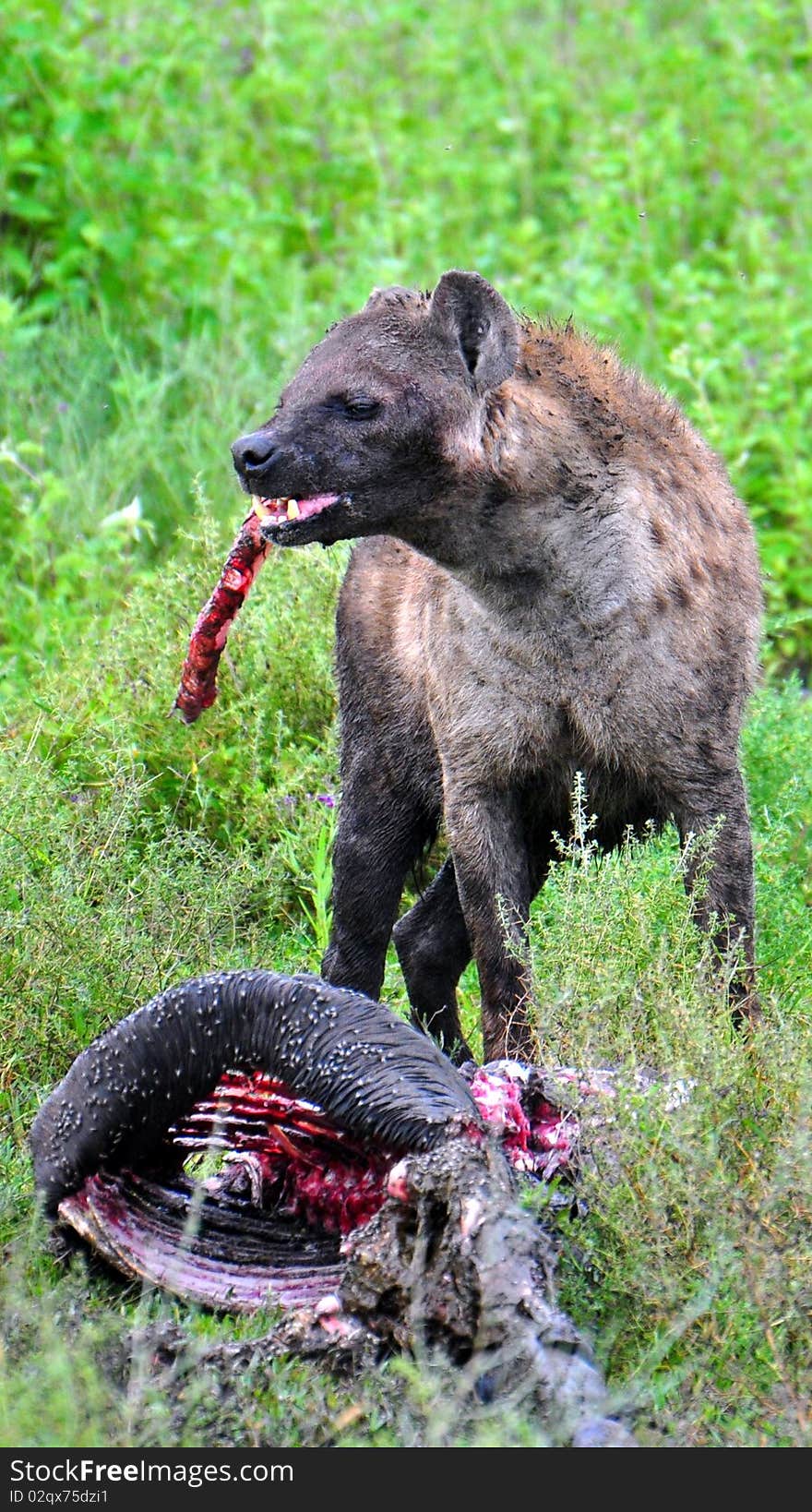 Hyena devouring a wildebeest carcass, Serenegeti National Park, Tanzania. Hyena devouring a wildebeest carcass, Serenegeti National Park, Tanzania