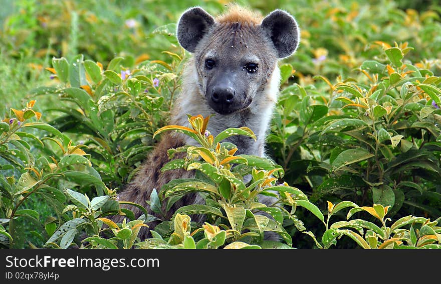 Hyena hiding in the bushes, Serenegeti National Park, Tanzania. Hyena hiding in the bushes, Serenegeti National Park, Tanzania