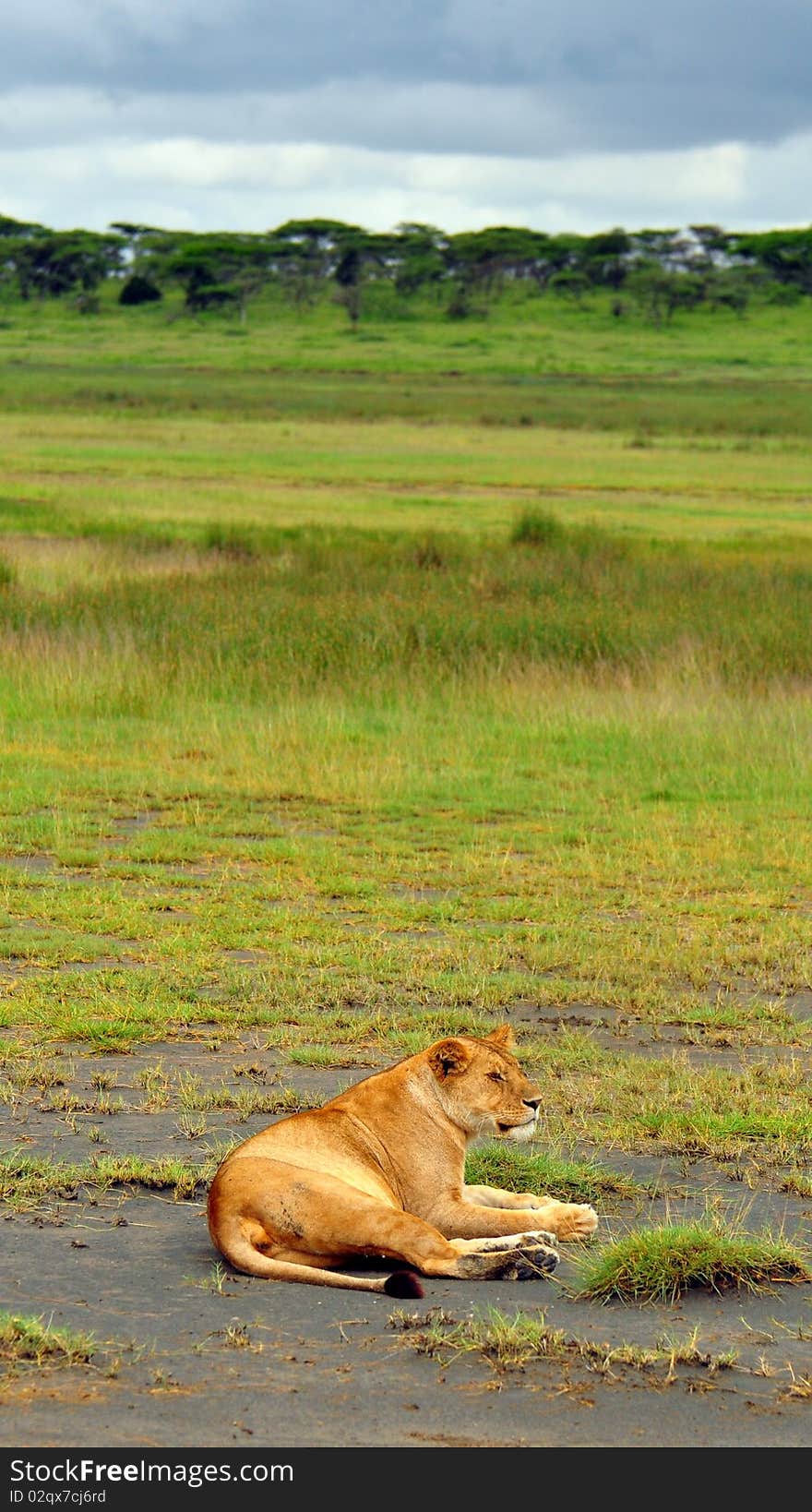 Lioness in central Serengeti, Serengeti National Park, Tanzania. Lioness in central Serengeti, Serengeti National Park, Tanzania