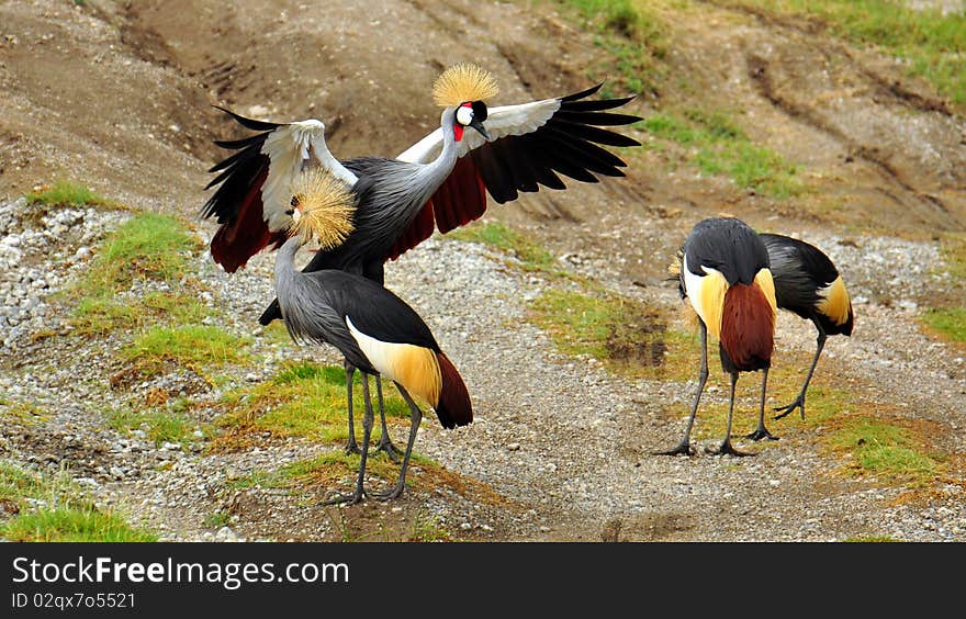 Gray Crowned Cranes in central Serengeti, Serengeti National Park, Tanzania