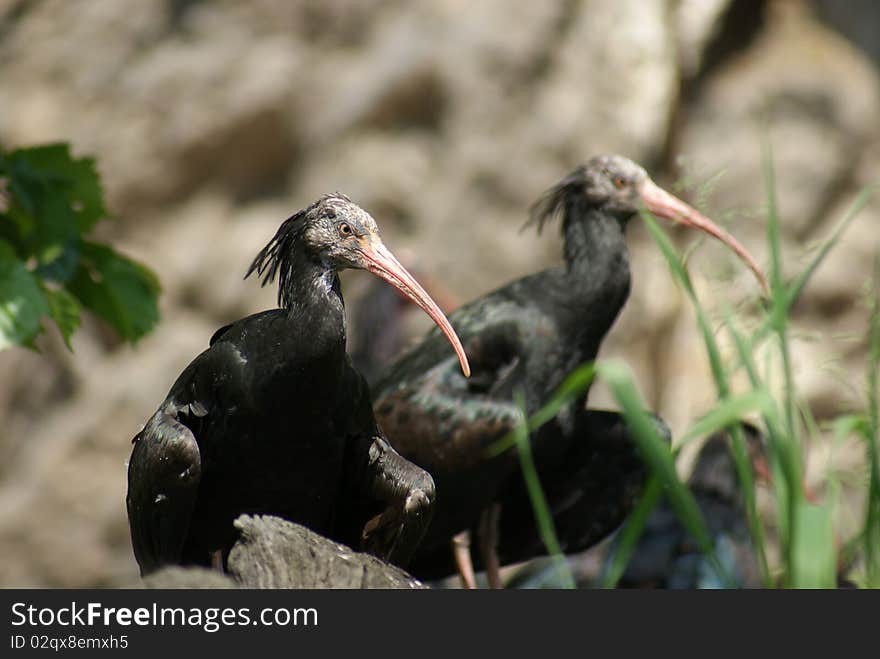 Ibises resting in the sun