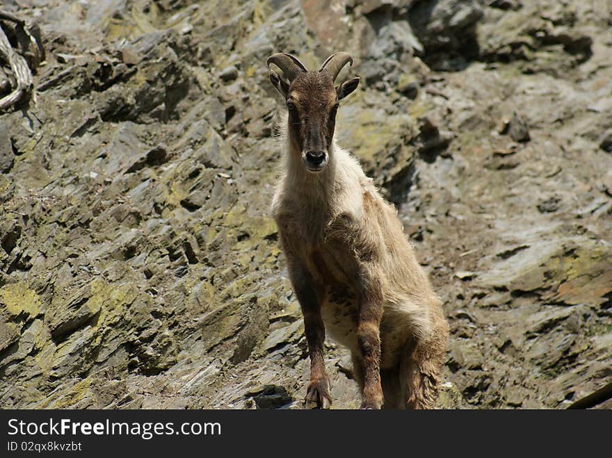 Barbary Sheep On A Hunt