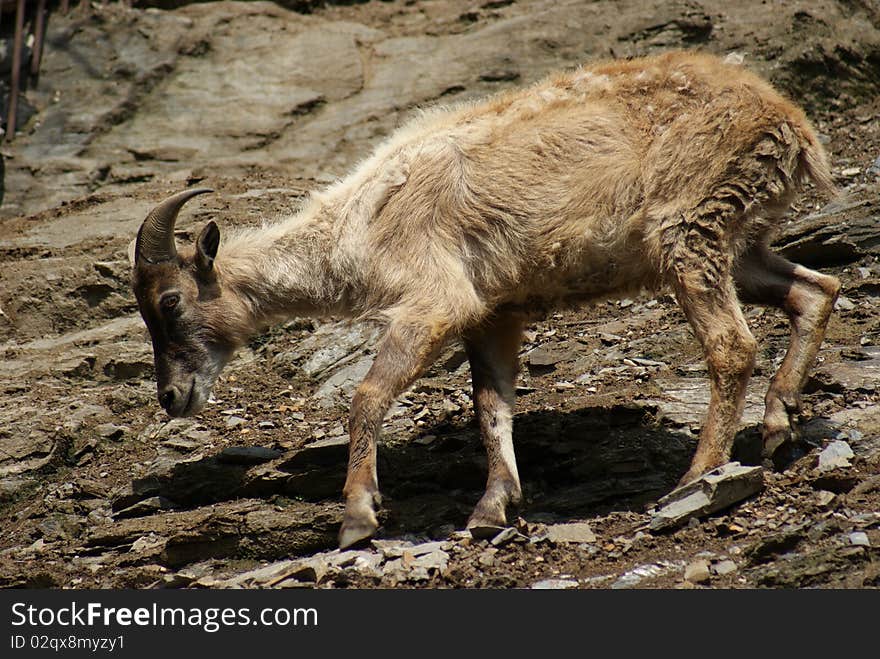 Goat on a mountain