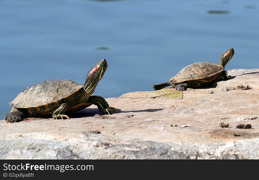 Two Red Eared slider turtle sunning by the water. Two Red Eared slider turtle sunning by the water