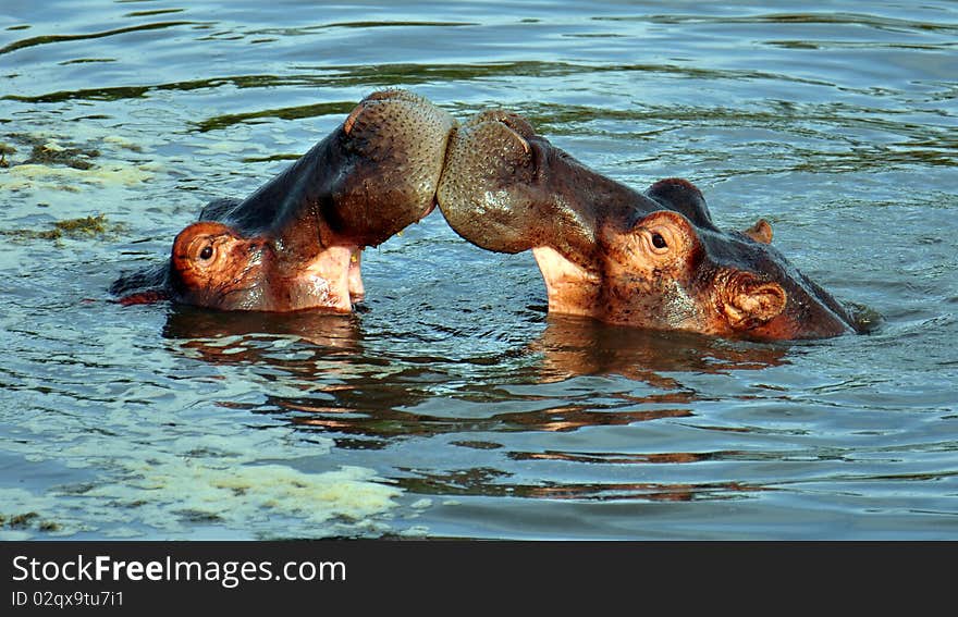 Hippopotamus sparring