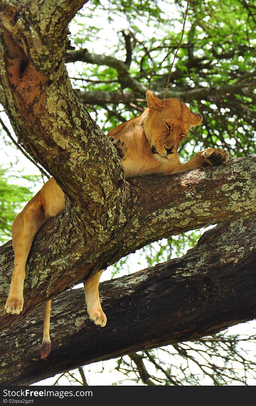 Lioness in a tree in Serengeti National Park