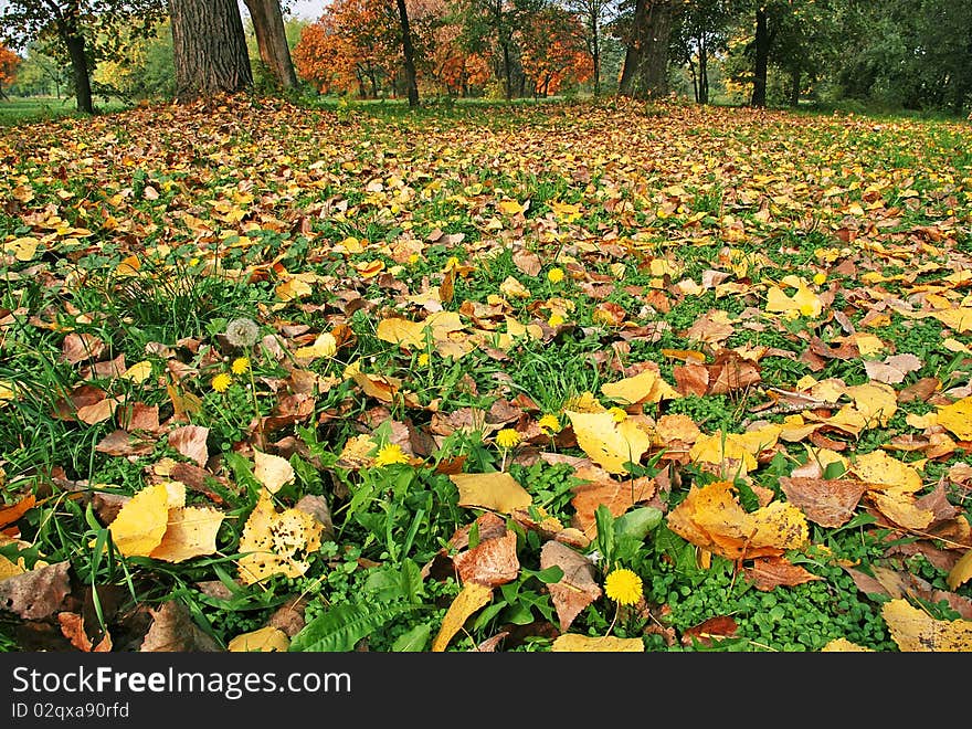 Autumn yellow leaves on green grass among dandelions. Autumn yellow leaves on green grass among dandelions