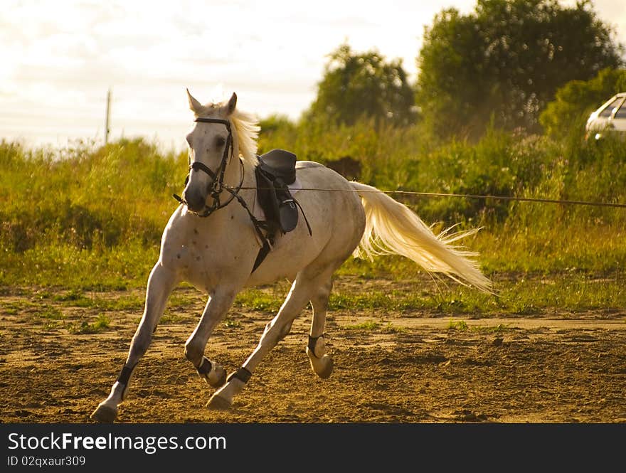 White horse