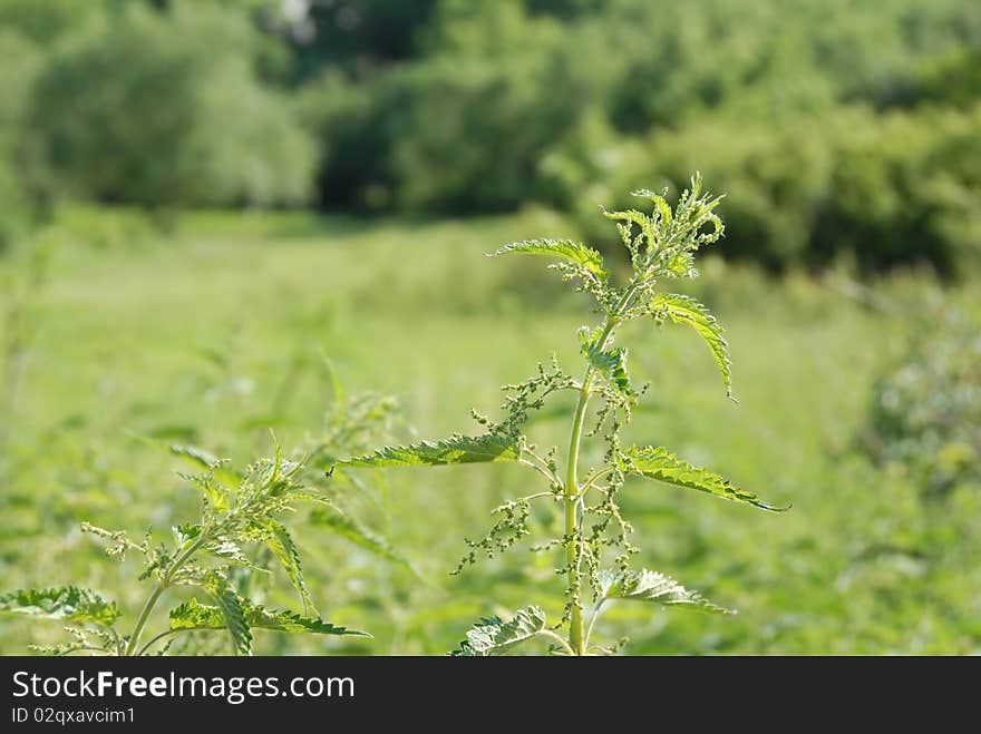 Nettle plant outdoor over blur green natural background