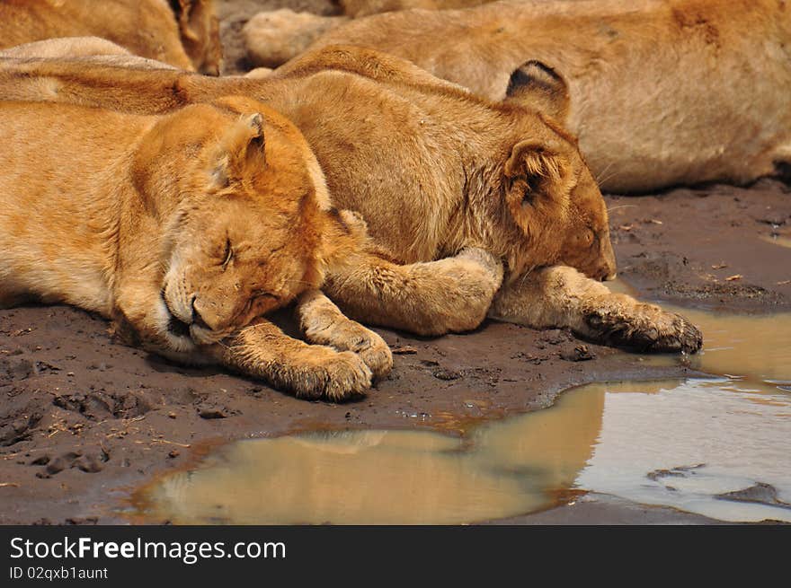 Lion cubs sleeping in central Serengeti, Serengeti National Park, Tanzania. Lion cubs sleeping in central Serengeti, Serengeti National Park, Tanzania