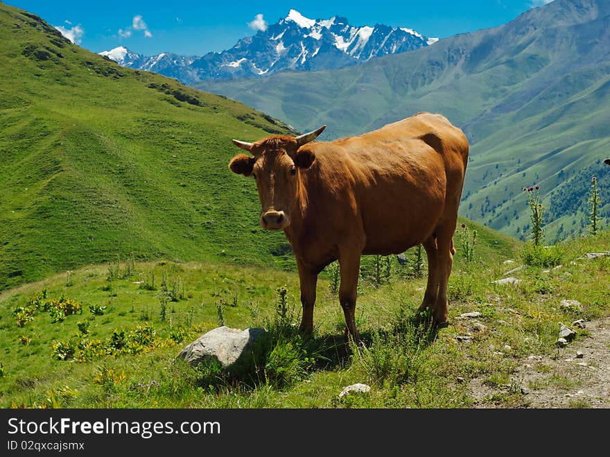 Сow in the Caucasus mountains. Сow grazing in the meadow. Сow in the Caucasus mountains. Сow grazing in the meadow